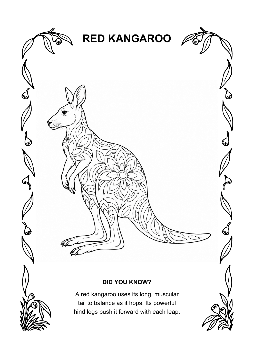 Red kangaroo colouring page preview