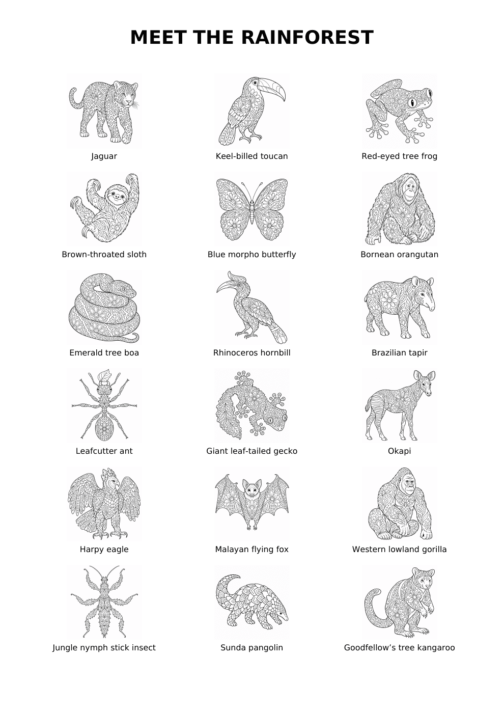 Meet the Rainforest overview showing all 18 animals